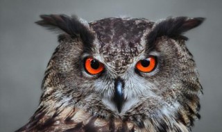 猫头鹰进家有什么预兆 有猫头鹰飞进家里是什么征兆