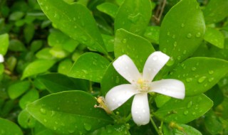 九里香如何施肥 这样做叶片又绿又亮