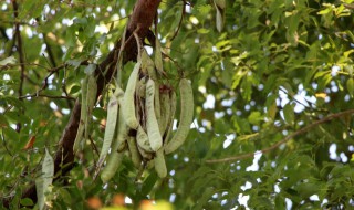 皂角树的价值 皂角树的经济价值有哪些