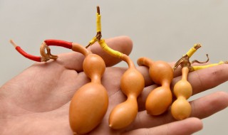 文玩葫芦的尺寸多少合适 文玩葫芦有价值的是多少公分的