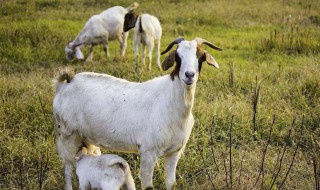 什么是反刍动物 下面为大家讲解