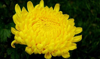 菊花树怎么培养 需要了解这几点