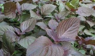 什么病不能吃紫苏 给大家介绍一下