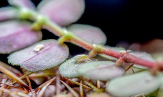 空气中飞的小白虫是什么 常见的小白虫是什么