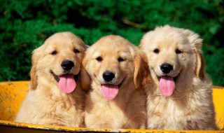 狗狗老是藏起来是怎么了 一起来了解一下