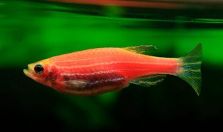 红斑马鱼临产征兆 根据这三步可以马上判断出征兆