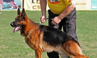 昆明犬饲养方法 下面就来说说