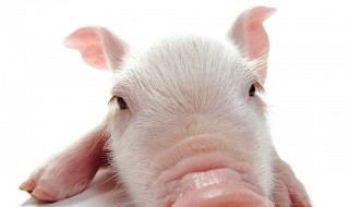 梦见小猪咬人 这代表着什么