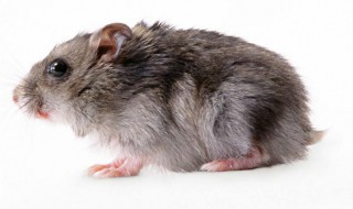 被野老鼠咬了会怎么样 被老鼠咬了后果如何