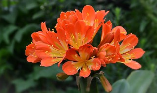 君子兰能不能晒太阳 教你如何正确养君子兰