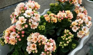 长寿花修剪方法 原来这么简单呀