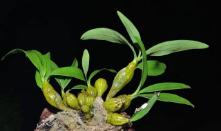 石斛的家庭养殖方法 今天就来教教大家