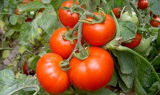 西红柿栽培技术 很多人都忽视了这些问题