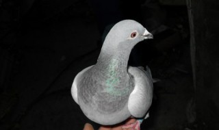 鸽子几个月下蛋 你家的鸽子准备下蛋了吗