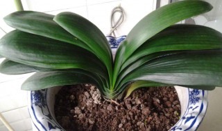 君子兰可以放卧室吗 君子兰的简单介绍