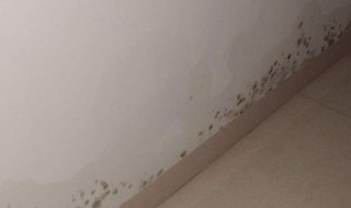 墙面发霉变黑怎么处理 看完就知道了