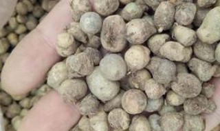 白痰多吃什么食物好 身体健康很重要