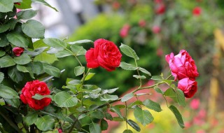 月季催芽方法 原来这么简单