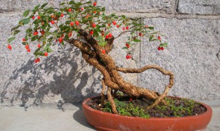 枸杞盆景的栽培方法 给大家介绍一下