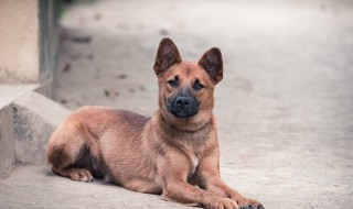 土狗寿命一般多少年 中华田园犬寿命多长