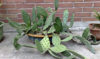 千手观音仙人掌怎么养 养仙人掌的方法