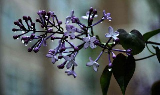 关于丁香花的诗句 关于丁香花的古诗