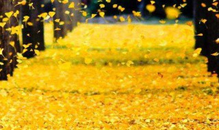 代表秋天的词语和诗句 描写秋天的诗句词语