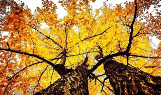 感受自然的主题标语 让我们走进自然