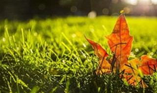 秋天作文600字初中 秋天作文600字初中范文