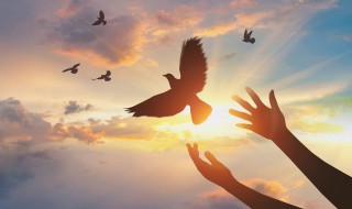 鸟屎落在头上是什么征兆 鸟屎落在头上是什么意思