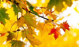 描写秋天的声音有哪些 描写秋天声音的词语及解释