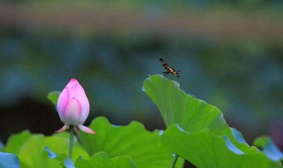 静待花开前一句是什么 静待花开原句解释