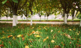 落叶归根前一句是什么 树高千丈落叶归根解释及出处