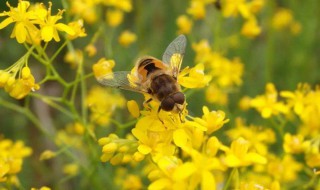 儿童急走追黄蝶下一句 儿童急走追黄蝶原文及译文