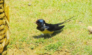 谁家新燕啄春泥的上一句 钱塘湖春行原文及翻译