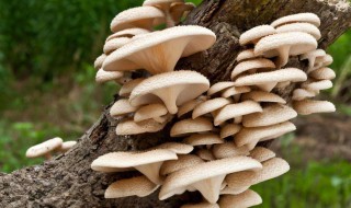 平菇保鲜方法 平菇保鲜方法有哪些