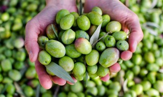 橄榄保鲜方法 橄榄保鲜方法介绍