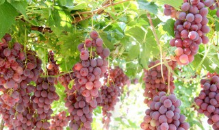 葡萄运输保鲜方法 葡萄在运输过程中如何保鲜
