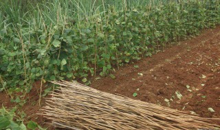 凉薯干的做法 凉薯干的制作步骤有哪些