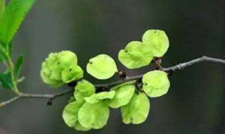 榆钱正宗做法 做榆钱的步骤介绍