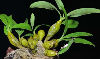 铁皮石解的功效与作用 对眼睛有什么作用呢