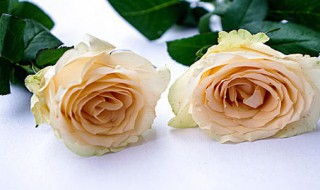 香槟玫瑰代表什么意思 香槟玫瑰的花语