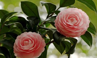 挖茶花的方法 挖茶花的方法介绍