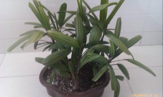 银边翠移盆方法 银边翠怎么进行移盆