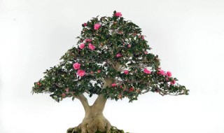 盆栽的管理方法 养殖的时候需要注意什么