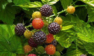 黑莓的管理方法 黑莓的栽培技术