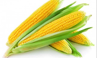 怎样做干苞米 干玉米内容介绍