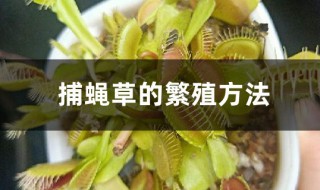 捕蚊草繁殖方法 捕蚊草是靠种子繁殖的吗