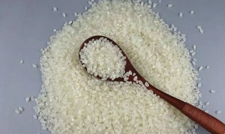 抓米虫好方法 可以采用什么办法杀死