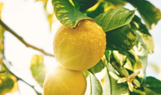 柠檬保鲜方法 柠檬保存有妙招